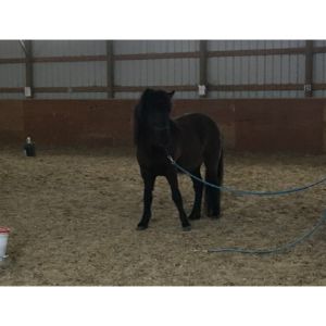 Stargazeys-Equine-Therapy