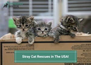 Stray-Cat-Rescues-in-The-USA-template