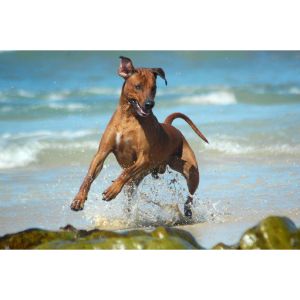 Strong-Rhodesian-Ridgeback-Names