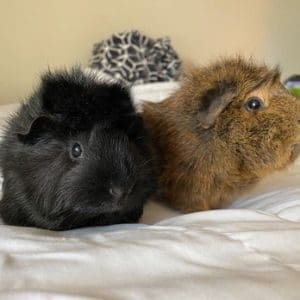 Suntree-Viera-Pet-Rescue