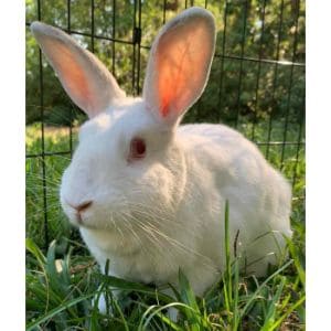 Tampa-Bay-House-Rabbit-Rescue