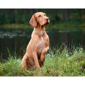 Temperament-Of-A-Wirehaired-Vizsla