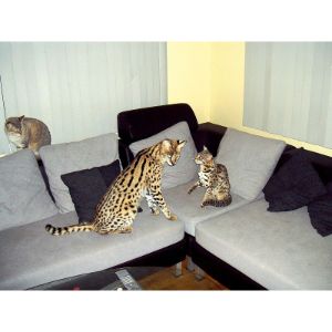 Texas-Bengal-and-Exotic-Cat-Rescue-and-Behavioral-Assistance