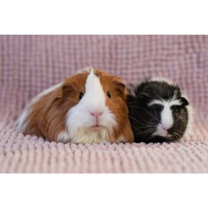 Texas-Rustlers-Guinea-Pig-and-Small-Animal-Rescue