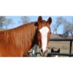 The 10 Best Horse Rescues in Pennsylvania (PA)! (2024)