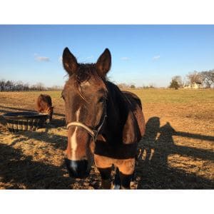 The-Best-11-Horse-Rescues-in-New-Jersey