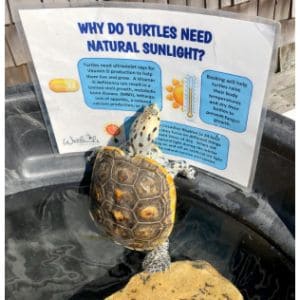 The-Best-9-Turtle-Rescues-in-New-Jersey