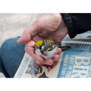 The-Best-Bird-Rescues-in-New-York