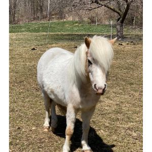 The-Best-Mini-Horse-Rescues-in-The-USA