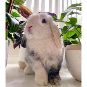 The-Bunny-Trail-Rabbit-Rescue
