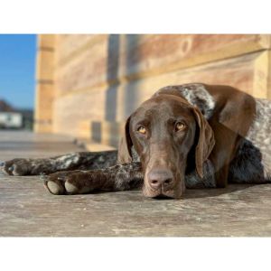 The-German-Shorthaired-Pointer-Vizsla-Mix-Overview