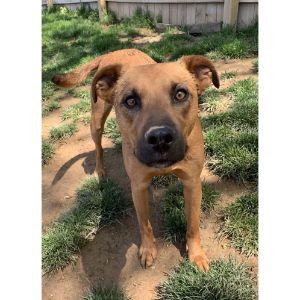 The-Rhodesian-Ridgeback-and-the-Black-Mouth-Cur