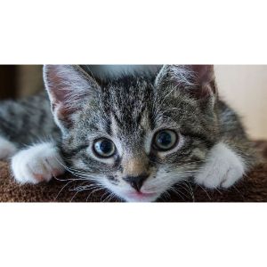 The-Top-10-Cat-Rescues-in-Seattle