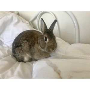 The-Top-10-Rabbit-Rescues-in-Pennsylvania-PA