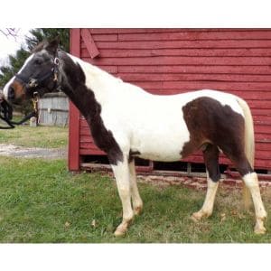 The-Top-12-Horse-Rescues-in-Maryland