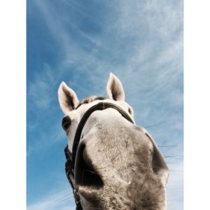 The-Top-13-Horse-Rescues-in-California