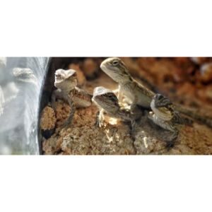 The-Top-13-Reptile-Rescues-in-California
