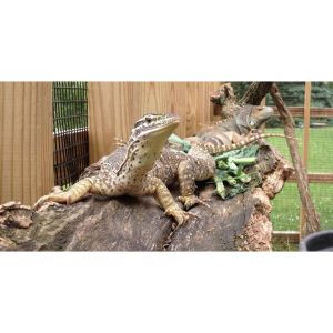 The-Top-13-Reptile-Rescues-in-Texas