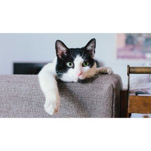 The-Top-4-Cat-Rescues-in-St.-Louis