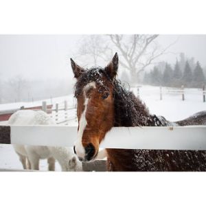 The-Top-5-Horse-Rescues-in-New-Hampshire