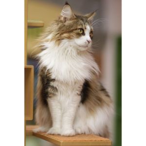 The-Top-7-Maine-Coon-Cat-Rescues-in-The-USA