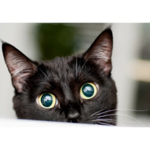 The-Top-9-Black-Cat-Rescue-Options-in-the-USA