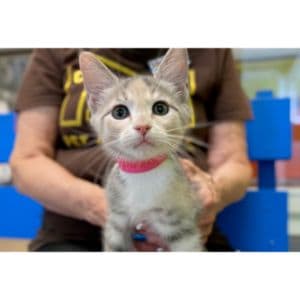 The-Top-9-Cat-Rescues-in-Orlando