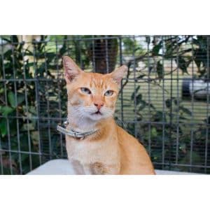 The-Top-9-Cat-Rescues-in-Tampa