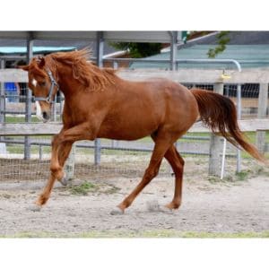 The-Top-9-Horse-Rescues-in-Florida