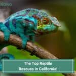 The-Top-Reptile-Rescues-in-California-template