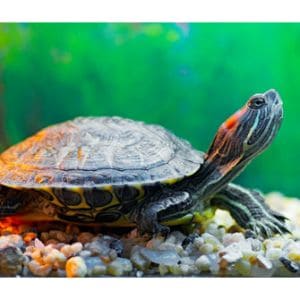 The-Turtle-and-Tortoise-Rescue-of-Arroyo-Grande