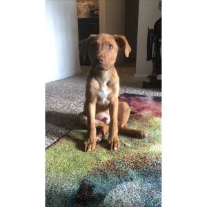 The-Vizsla-Pitbull-Mix