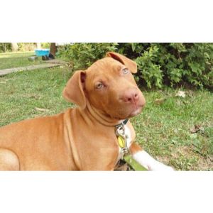 The-Vizsla-Pitbull-Mix-Lifespan-And-Potential-Health-Problems