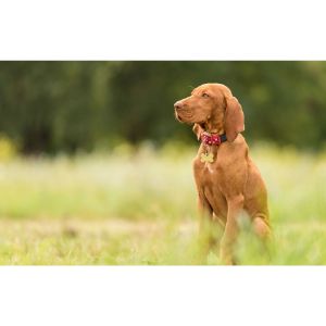 The-Vizsla