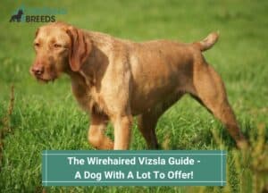 The-Wirehaired-Vizsla-Guide-Dog-With-A-Lot-To-Offer-template