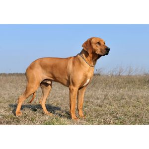 The-annual-cost-of-Rhodesian-Ridgebacks