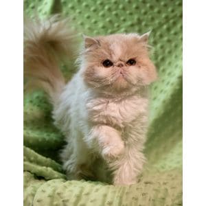Things-To-Know-Before-Adopting-a-Persian-Cat