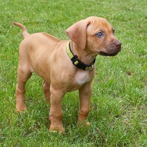 Tips-For-Adopting-A-Rhodesian-Ridgeback-From-A-Rescue