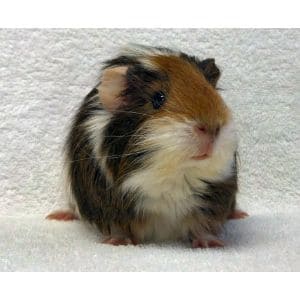 Tips-for-Owning-Guinea-Pigs