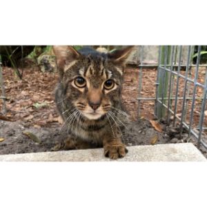 Top-11-Savannah-Cat-Rescue-Options-in-the-US