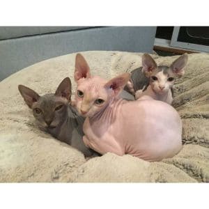 Top-12-Hairless-Cat-Rescues