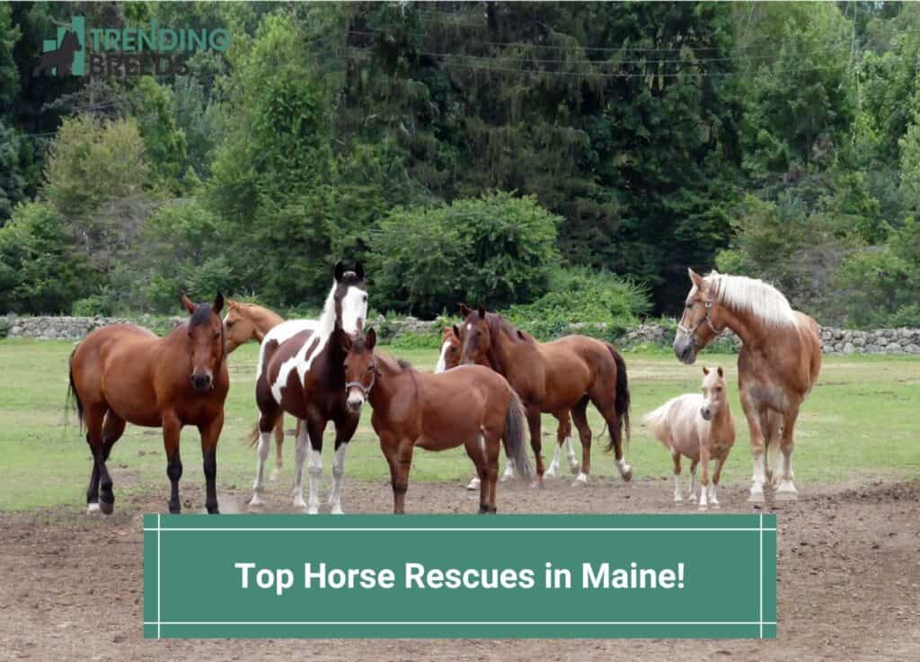 Top-4-Horse-Rescues-in-Maine-template