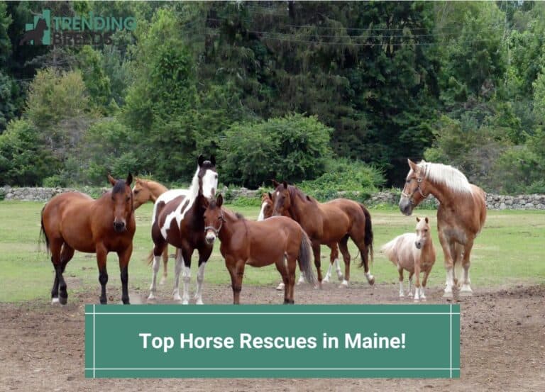 The Top 4 Horse Rescues in Maine! (2024)