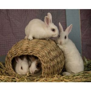 Top-7-Rabbit-Rescues-in-Los-Angeles