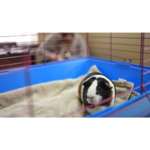 Top-8-Guinea-Pig-Rescues-in-Texas