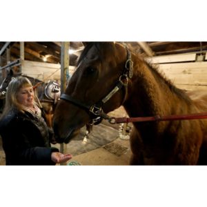 Top-8-Horse-Rescues-in-Michigan