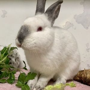 Top-8-Rabbit-Rescues-in-Georgia