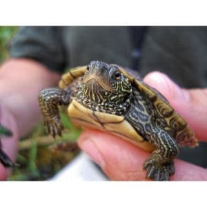 Top-8-Turtle-Rescues-in-California
