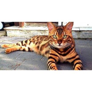 Top-Bengal-Cat-Rescues-in-the-USA