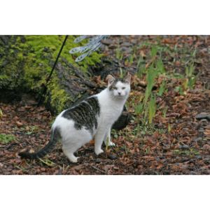 Top-Feral-Cat-Rescues-in-the-United-States